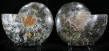 Black Ammonite Pair - Rare Coloration #23925-1